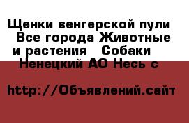 Щенки венгерской пули - Все города Животные и растения » Собаки   . Ненецкий АО,Несь с.